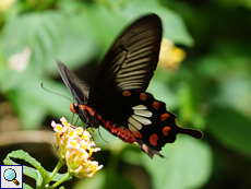 Gewöhnlicher Rosenschmetterling (Common Rose, Pachliopta aristolochiae)