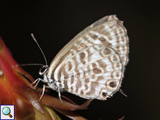 Leptotes plinius (Zebra Blue)