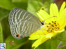 Jamides celeno (Common Cerulean)