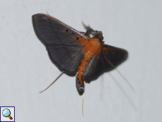 Filodes fulvidorsalis