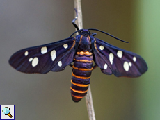 Indische Wespenmotte (Amata passalis)