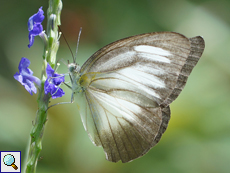 Appias lyncida (Chocolate Albatross), Weibchen