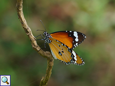 Kleiner Monarchfalter (Plain Tiger, Danaus chrysippus)