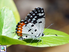 Talicada nyseus (Red Pierrot)