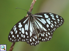 Blauer Tigerschmetterling (Blue Tiger, Tirumala limniace)