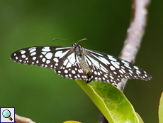 Blauer Tigerschmetterling (Blue Tiger, Tirumala limniace)