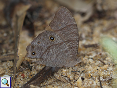 Melanitis leda (Common Evening Brown), Regenzeit-Form