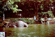 Badender Elefant und fröhliche Kinder am Madu Ganga