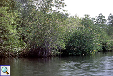 Mangroven am Madu-Fluss
