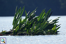 Paddyreiher (Ardeola grayii) versteckt sich in der Vegetation im Bentota Ganga