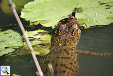 Sumpfkrokodil (Crocodylus palustris) im Bentota Ganga