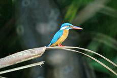 Eisvogel (Common Kingfisher, Alcedo atthis bengalensis)