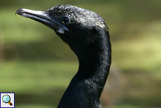 Kleinscharbe (Javanese Cormorant or Little Cormorant, Phalacrocorax niger)