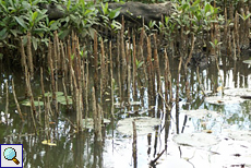 Mangrovenwurzeln am Bentota Ganga