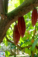 Kakaofrüchte und -blüten (Cacao Tree, Theobroma cacao)