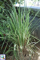 Zitronengras (Lemon Grass, Cymbopogon citratus)