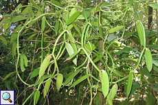 Gewürzvanille (Flat-leaved Vanilla, Vanilla planifolia)