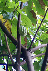 Kakaoschote (Cacao Tree, Theobroma cacao)