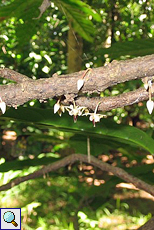 Kakaoblüten (Cacao Tree, Theobroma cacao)