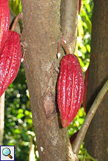 Kakaoschoten und -blüten (Cacao Tree, Theobroma cacao)
