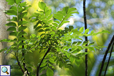 Currybaum (Curry Tree, Murraya koenigii)