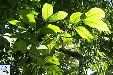 Muskatnussbaum (Nutmeg, Myristica fragrans)