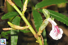 Kardamomblüte (True Cardamom, Elettaria cardamomum)