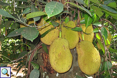 Jackfruchtbaum (Jackfruit, Artocarpus heterophyllus)