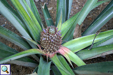 Ananas (Pineapple, Ananas comosus)