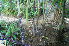 Zuckerrohr (Sugarcane, Saccharum officinarum)