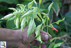 Chili (Chili Pepper, Capsicum sp.)