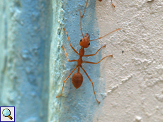Asiatische Weberameise (Weaver Ant, Oecophylla smaragdina), große Arbeiterin