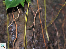 Prisomera spinicollis, Paarung