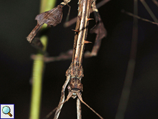 Prisomera spinicollis, Detail eines Weibchens