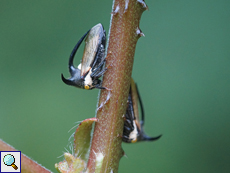 Leptocentrus taurus (Thorn Mimic Treehopper)