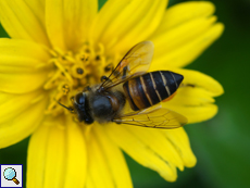 Östliche Honigbiene (Asiatic Honey Bee, Apis cerana indica)