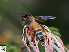 Riesenhonigbiene (Giant Honey Bee, Apis dorsata), Arbeiterin aus der Nähe
