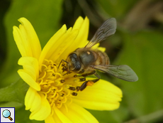 Östliche Honigbiene (Asiatic Honey Bee, Apis cerana indica)