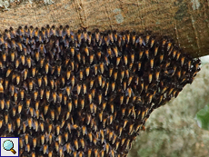 Riesenhonigbiene (Giant Honey Bee, Apis dorsata), Arbeiterinnen auf einem Nest