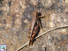 Diabolocatantops innotabilis