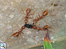 Asiatische Weberameise (Weaver Ant, Oecophylla smaragdina), große Arbeiterinnen