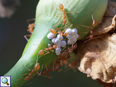 Asiatische Weberameise (Weaver Ant, Oecophylla smaragdina), große Arbeiterinnen bewachen Läuse