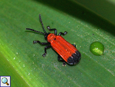 Unbestimmte Käferart Nr. 7, Lycidae