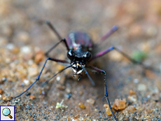 Calochroa discrepans