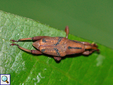 Unbestimmte Käferart Nr. 16, Curculionidae