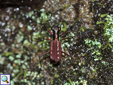 Calochroa discrepans