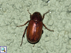 Unbestimmte Käferart Nr. 25, Scarabaeidae