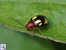 Monolepta signata (White-spotted Leaf Beetle)
