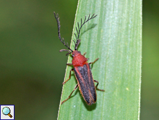 Eugeusis sp.