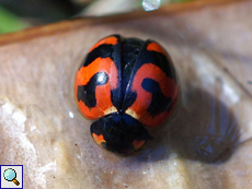 Coccinella transversalis